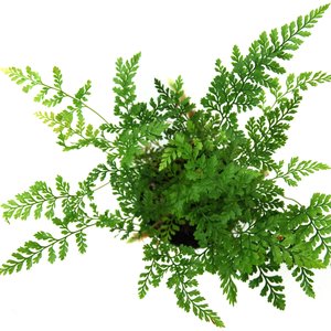 Podstawka z kamieniami