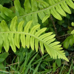 Miejsce dla paprotki