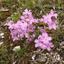 Uprawa maciejki – podstawowe zasady