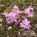 Uprawa maciejki – podstawowe zasady