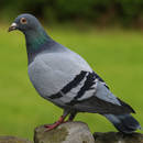 Jak pozbyć się gołębi ze swojego balkonu?