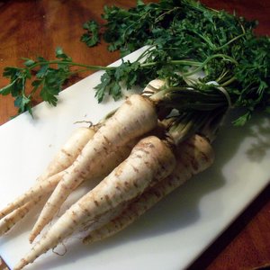 Podlewanie pietruszki