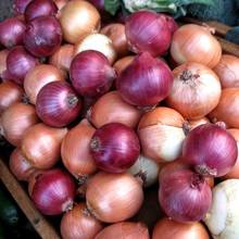 Jak uprawiać cebulę?