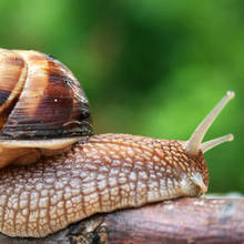 Jak pozbyć się ślimaków z ogrodu?