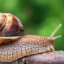 Jak pozbyć się ślimaków z ogrodu?
