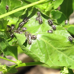Wyciąg z ziemniaków