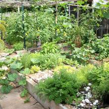 Które zioła odstraszają szkodniki?