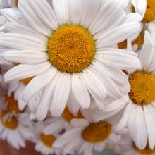 Rumianek a zdrowie małych dzieci