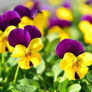 Jak uprawiać bratki?