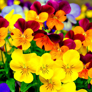 Stanowisko dla bratków