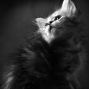 Najważniejsze szczepienia dla kota