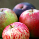 Łapanie jabłek – zabawa dla dzieci