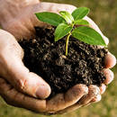 Jak przygotować dobry kompost?