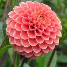 Jak pielęgnować dalie?