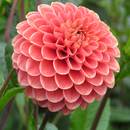 Jak pielęgnować dalie?