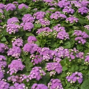 Zioła przeciwko komarom