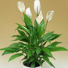 Jak właściwie pielęgnować skrzydłokwiat?