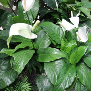 Miejsce dla skrzydłokwiatu