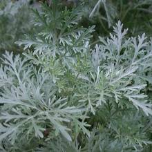 Napar z piołunu na problemy żołądkowe