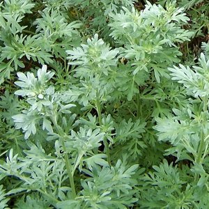 Właściwości piołunu