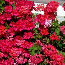 Pielęgnacja pelargonii ogrodowych