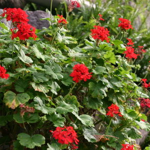 Pielęgnowanie pelargonii