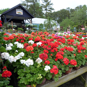 Miejsce dla pelargonii