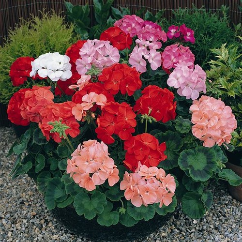 Temperatura dla pelargonii