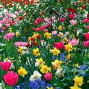 Jak pozbyć się gryzoni z ogrodu?