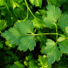 Jak uprawiać i pielęgnować pietruszkę?