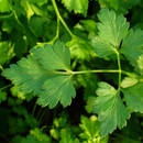 Jak uprawiać i pielęgnować pietruszkę?