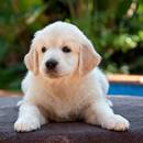 Jak nauczyć psa załatwiania się poza mieszkaniem?