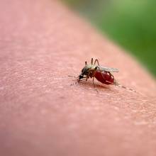 Jak postępować w razie ukąszenia przez owada?