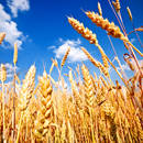 Czemu warto zrezygnować z pszenicy?