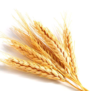 Modyfikacje pszenicy