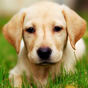 Jak karmić szczeniaka labradora?