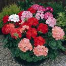 Zasady pielęgnacji pelargonii