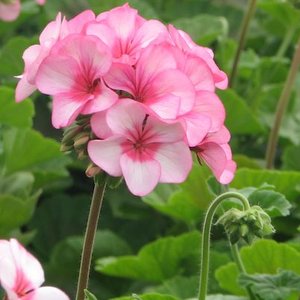 Stanowisko dla pelargonii