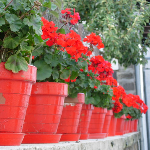 Nawożenie pelargonii