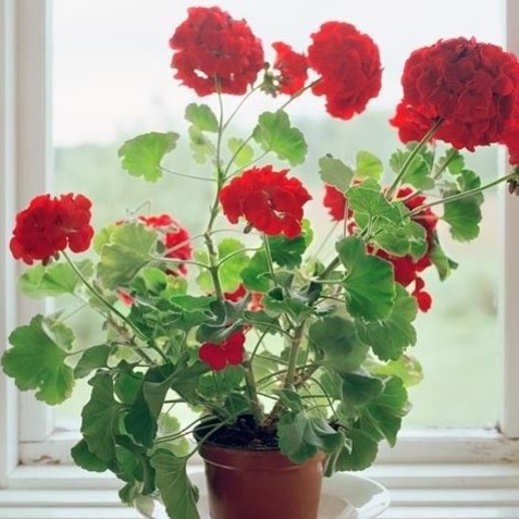 Pielęgnacja pelargonii