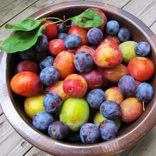 Jak grillować śliwki?