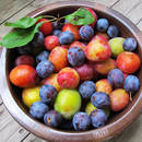 Jak grillować śliwki?