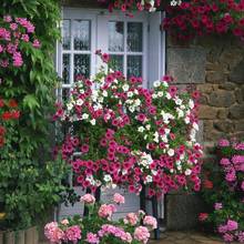 Zasady pielęgnowania ogrodu latem