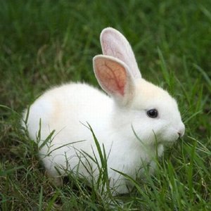 Przekąska dla gryzonia