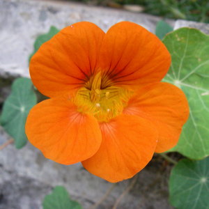 Miejsce dla nasturcji