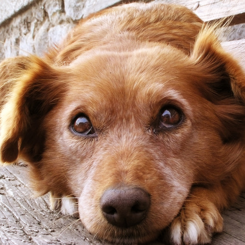 Kontrola zdrowia psa – jak to robić?