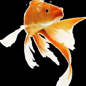 Naprzemienne karmienie