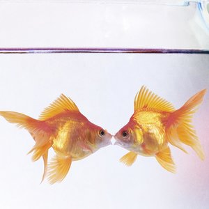 Częstotliwość karmienia