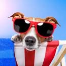 Jak nie dopuścić do udaru cieplnego u psa?