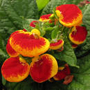 Jak dbać o kalceolarię mieszańcową?